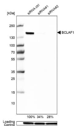 BTF Antibody, Novus Biologicals 0.1mL; Unlabeled:Antibodies, Polyclonal